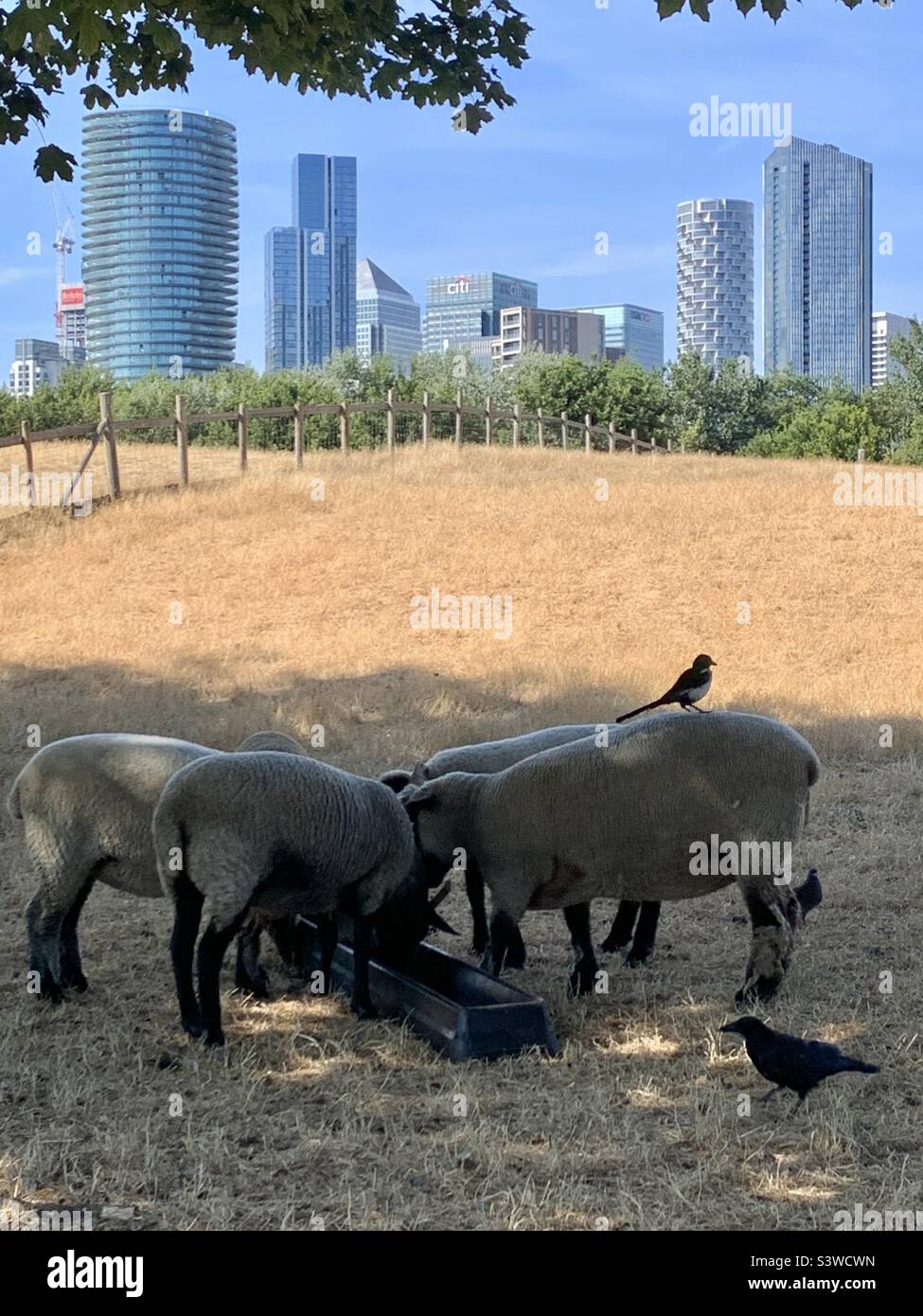 Schafe weiden auf Mudchute Farm mit Canary Wharf im Hintergrund - Smartphone-aufgenommenes Stockfoto