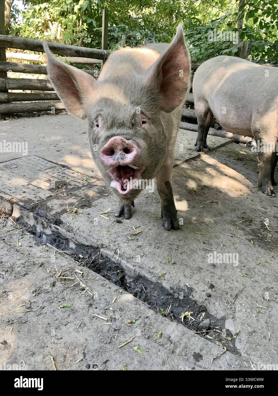 Schwein schreiend auf der Mudchute Farm London docklands Stockfoto