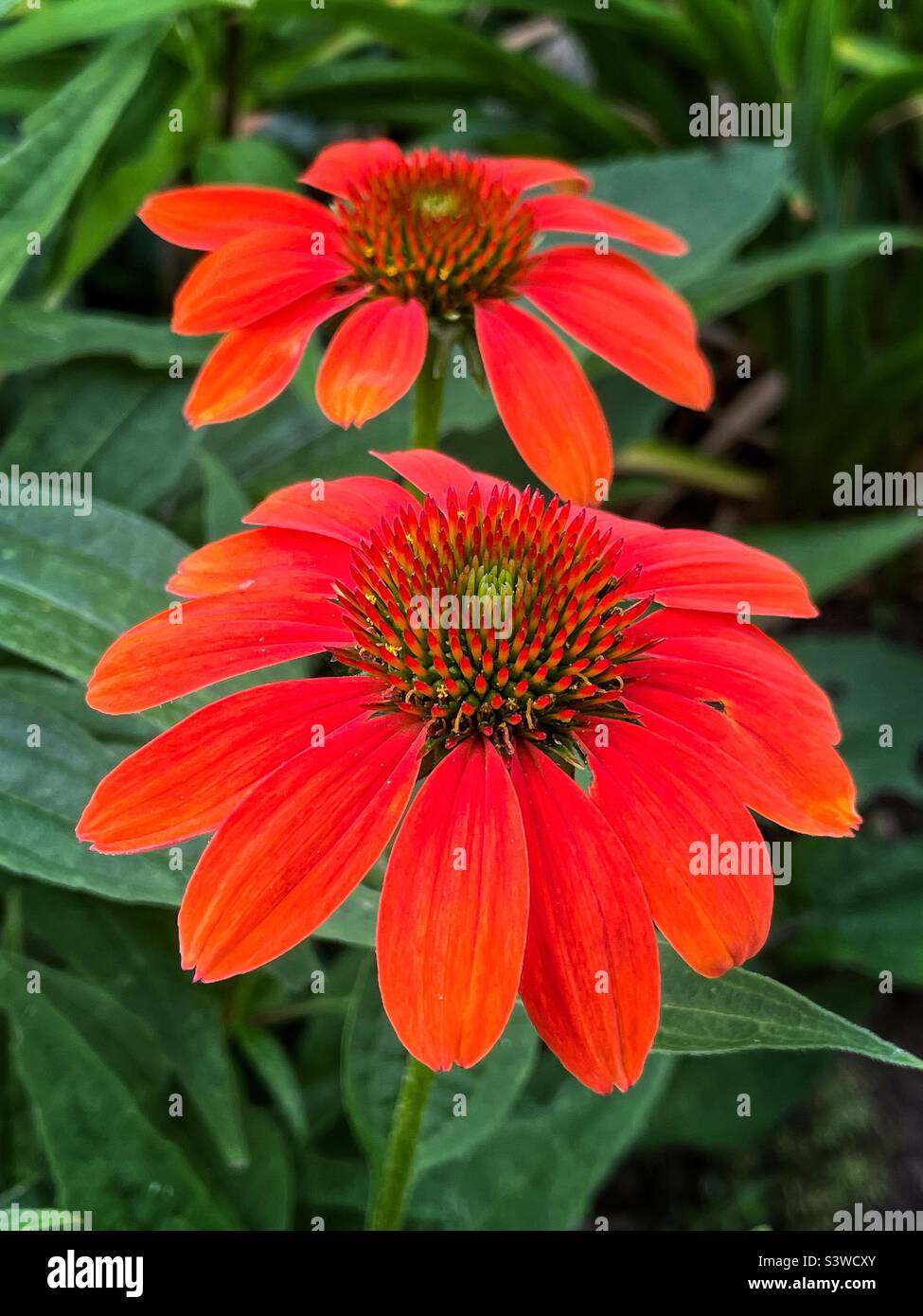 Orangenechinakea im Sommergarten. Stockfoto