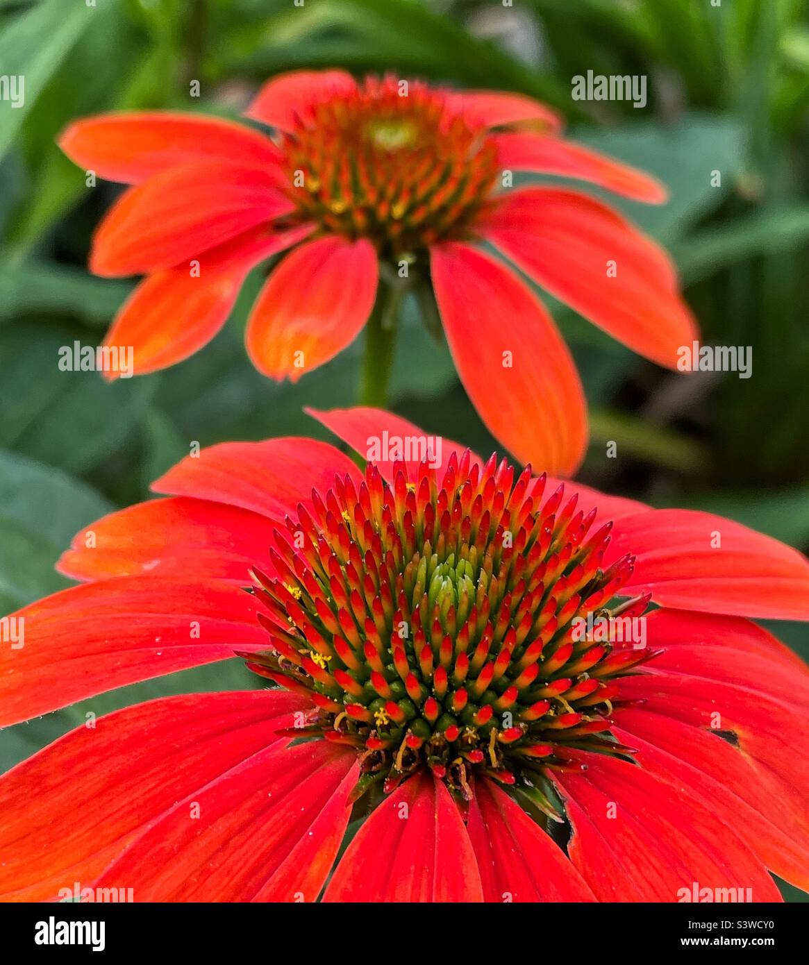 Orangenechinakea im Sommergarten. - Smartphone-aufgenommenes Stockfoto