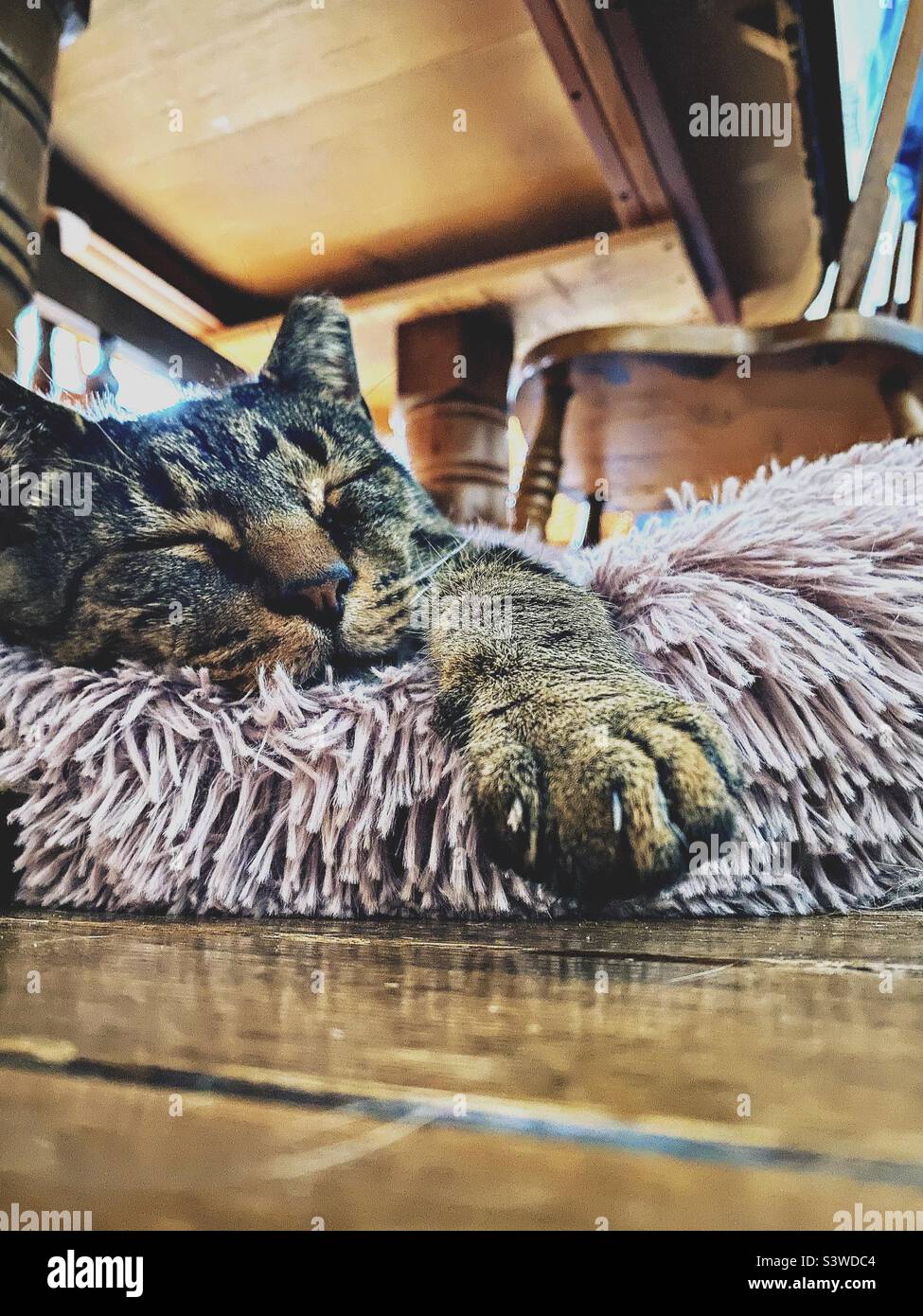 Eine Katze schläft bequem in einem verschwommenen Bett, das unter einem Tisch liegt. - Smartphone-aufgenommenes Stockfoto