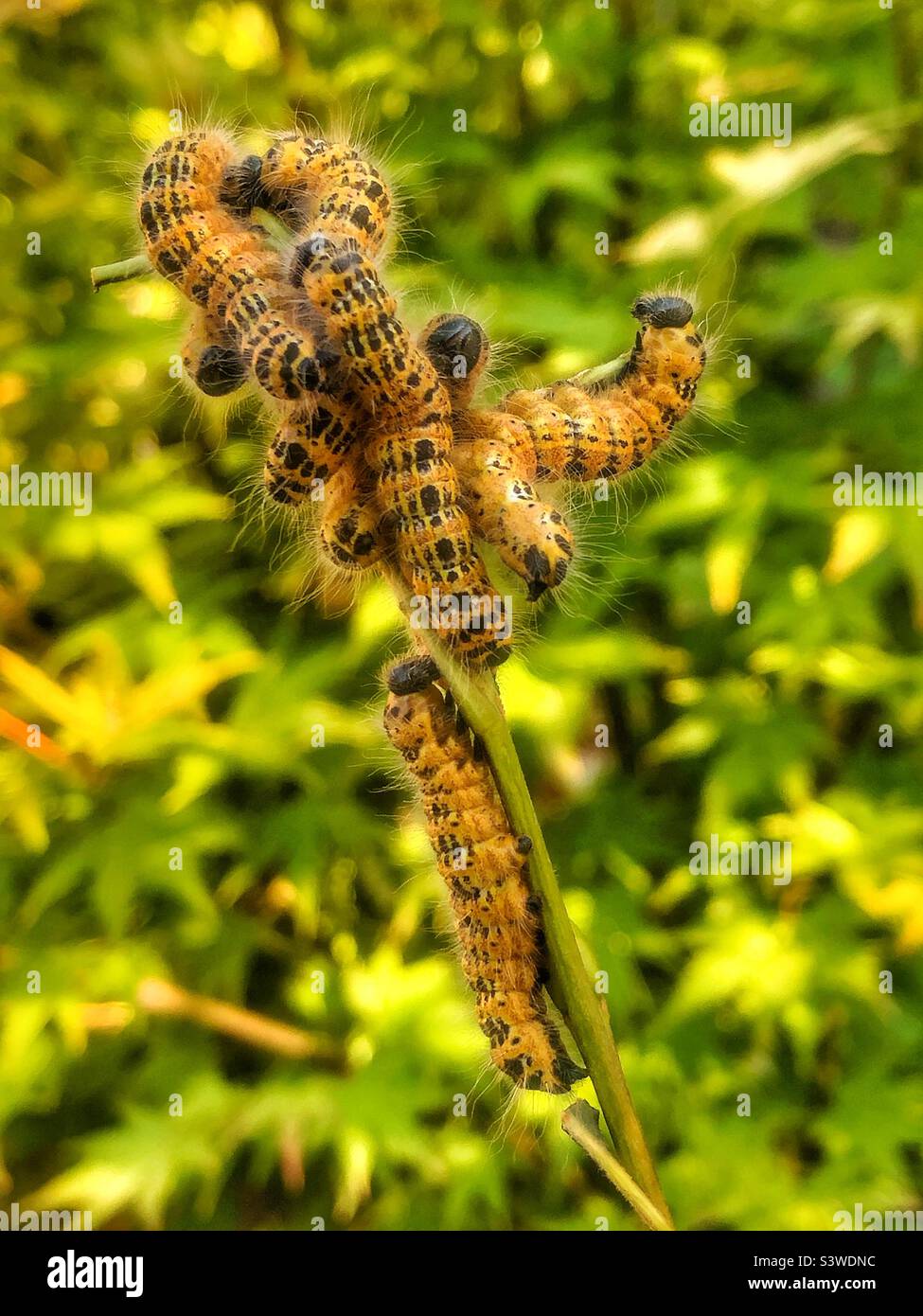 Buffspitze-Mottenraupen (Phalera bucephala), die in einem Haufen ruhen, der sich auf die Mauser vorbereitet - Smartphone-aufgenommenes Stockfoto
