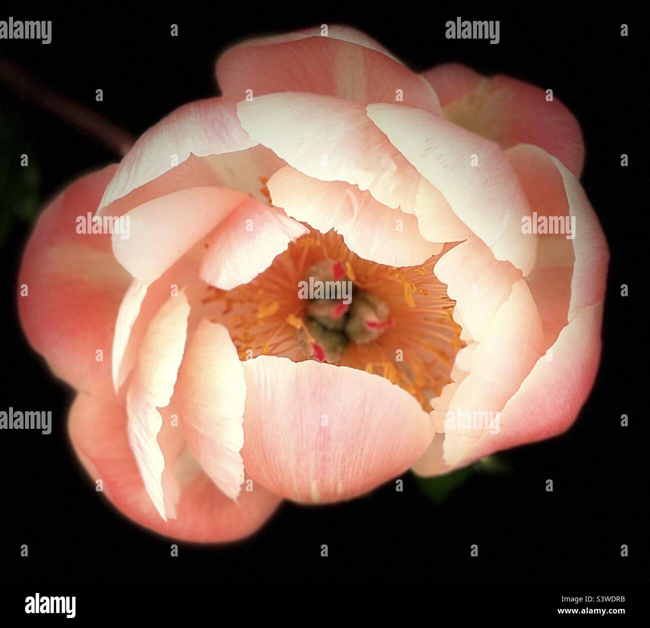 Rose - Smartphone-aufgenommenes Stockfoto