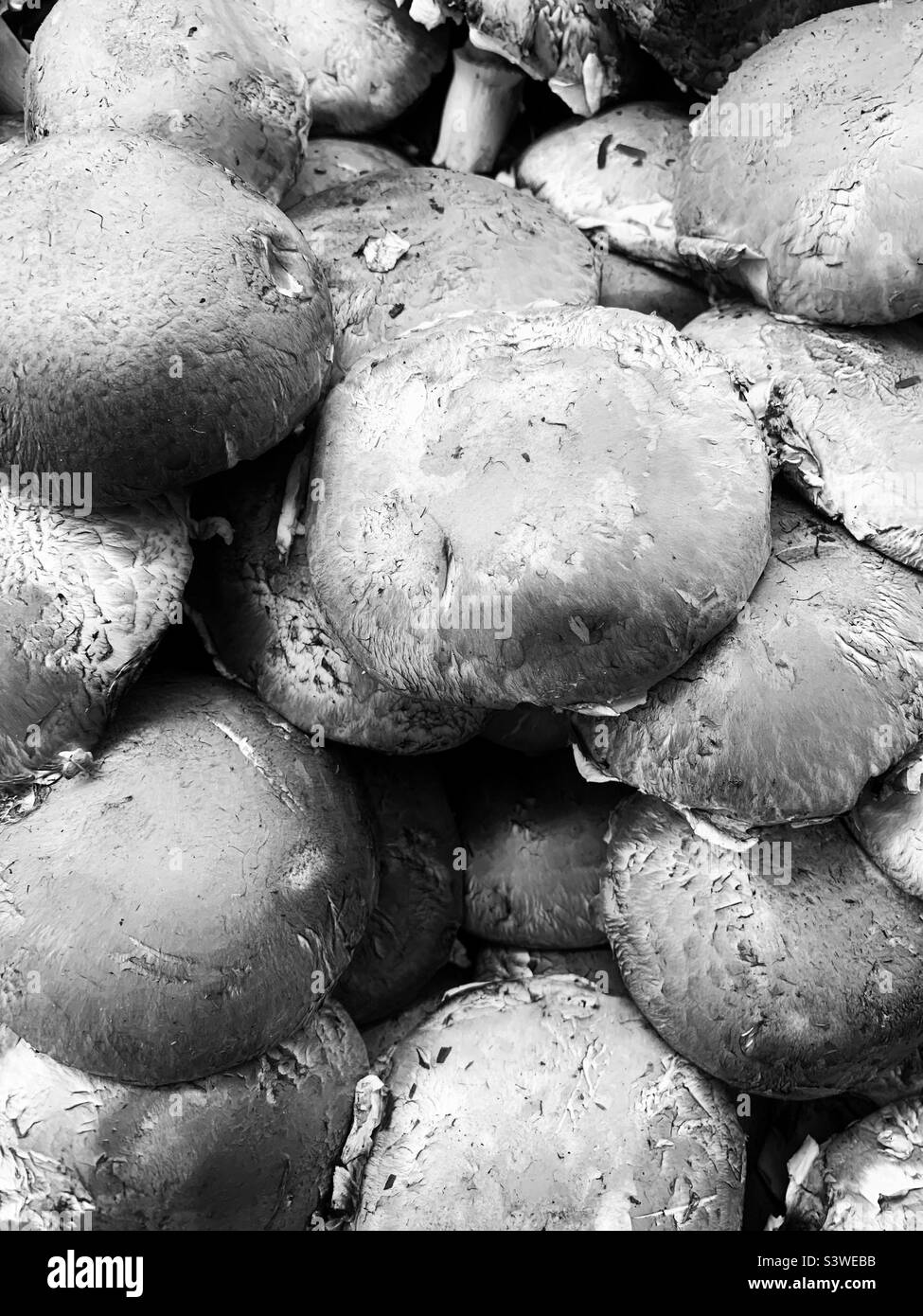 Schöne leckere Cremini Pilze und Kappen in schwarz und weiß. Stockfoto