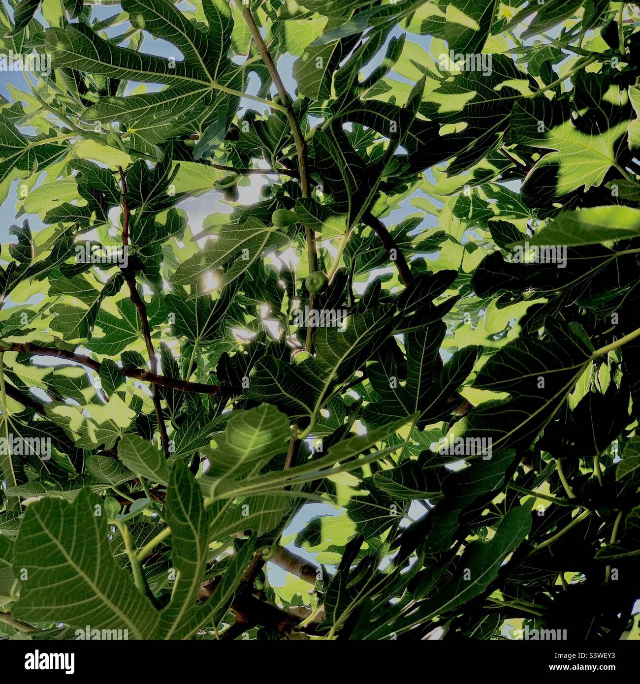 Grüner Sommer Feigenbaum Blätter hinterleuchtet in Sonnenlicht Flora Natur Hintergrund - Blattwerk abstrakt Stockfoto