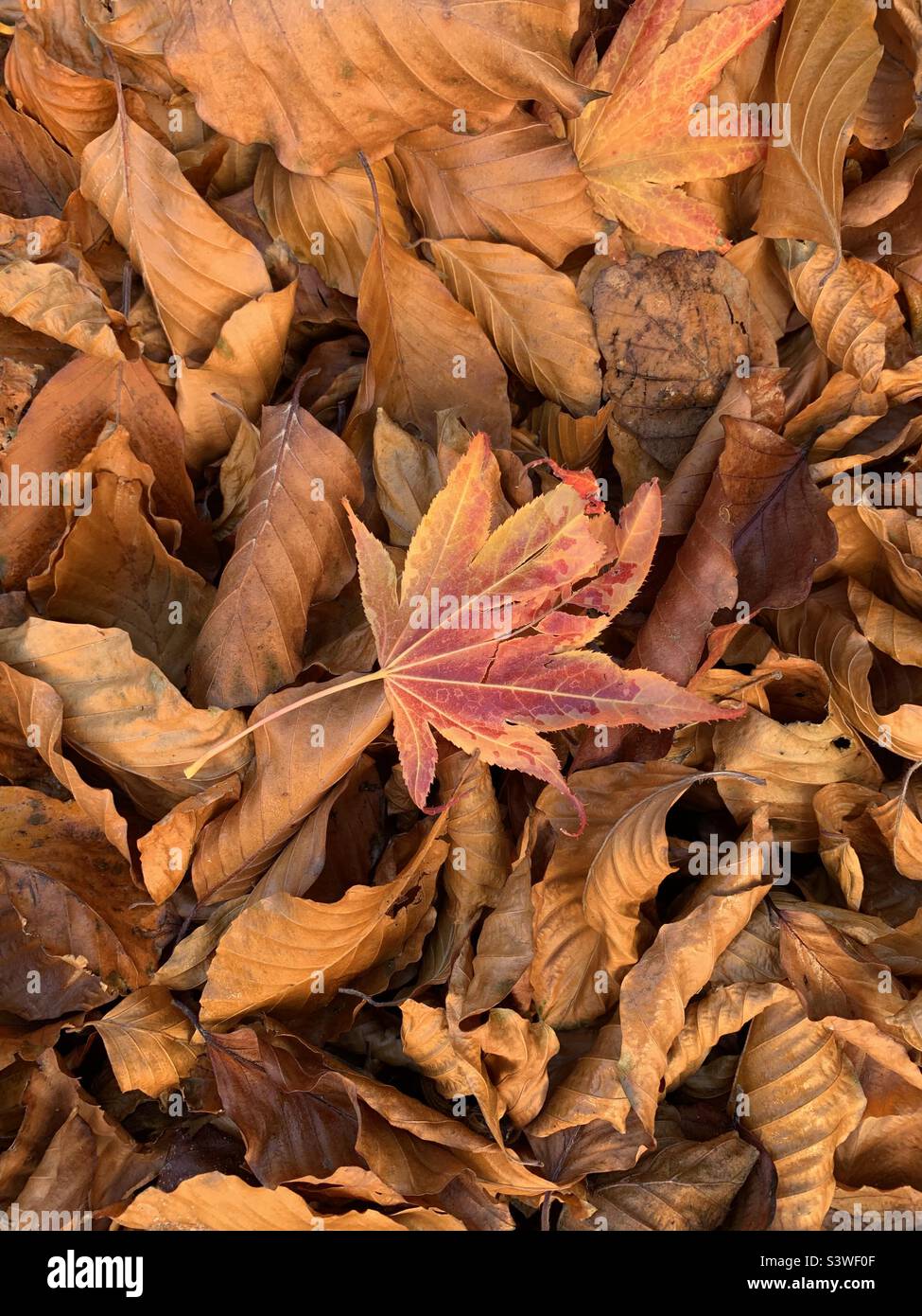 Knusprige, herbstlich braune Blätter Stockfoto