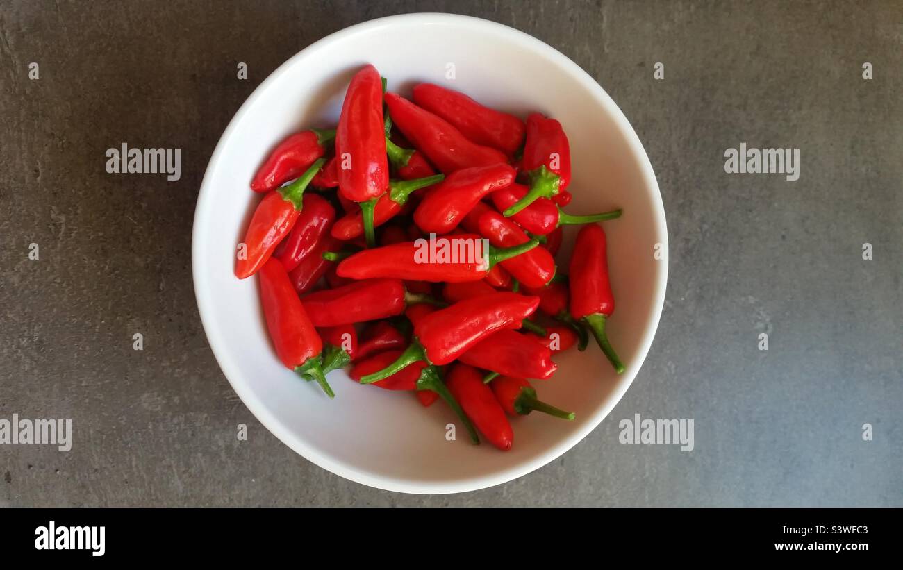 Schale mit selbst angebauten roten Chilischoten („Apache“) Stockfoto