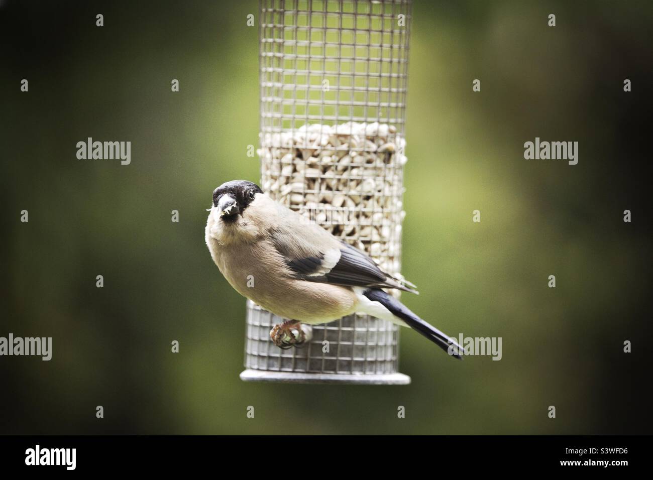 Weiblicher Bullfink, der auf einem Gartenvogelfutterhäuschen in North Yorkshire, England, Großbritannien, thront Stockfoto