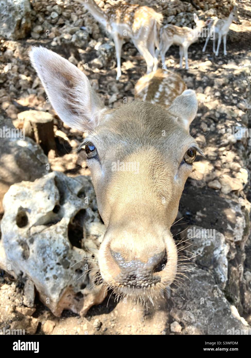 Hirsch starrt auf die Kamera - Smartphone-aufgenommenes Stockfoto