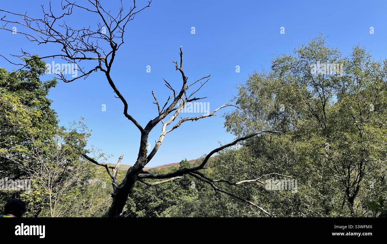 Ein Skelettbaum vor einem azurblauen Himmel in einem Wald Stockfoto