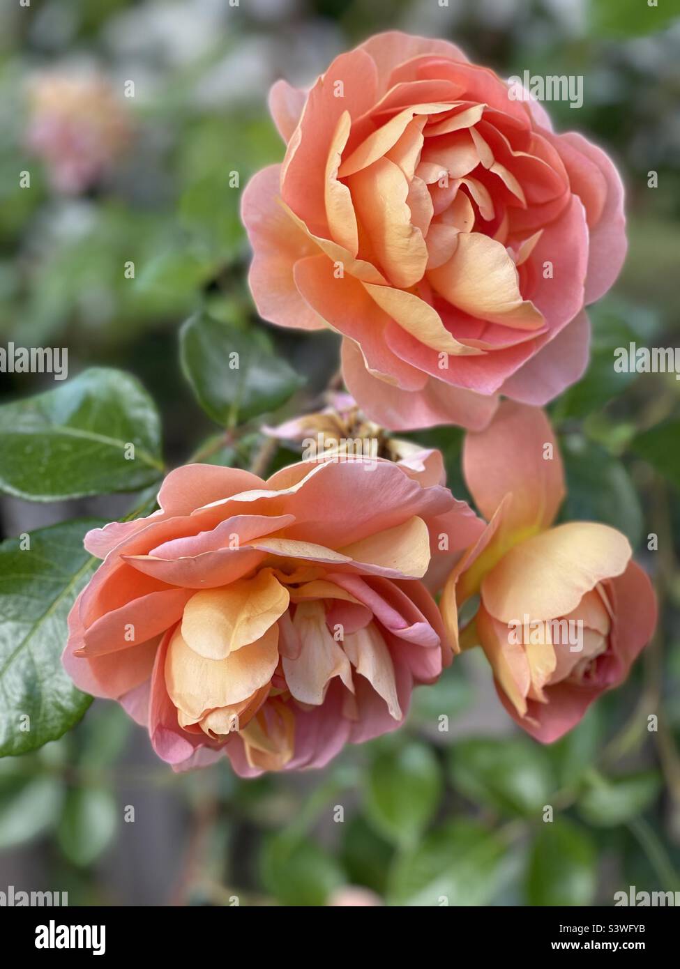 Magische Welt der Rosen - orange rosa Teerose Stockfoto