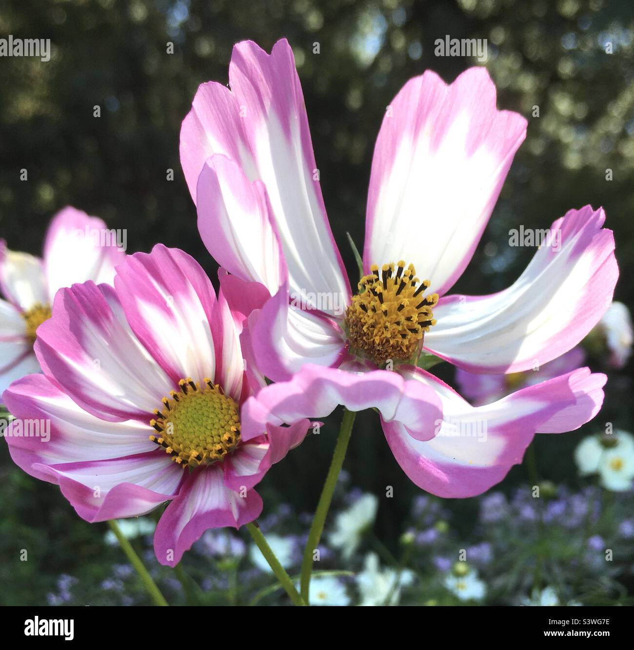 Schönheit, rosa, weiß, gelb, golden, Grüner, kosmischer Garten Stockfoto