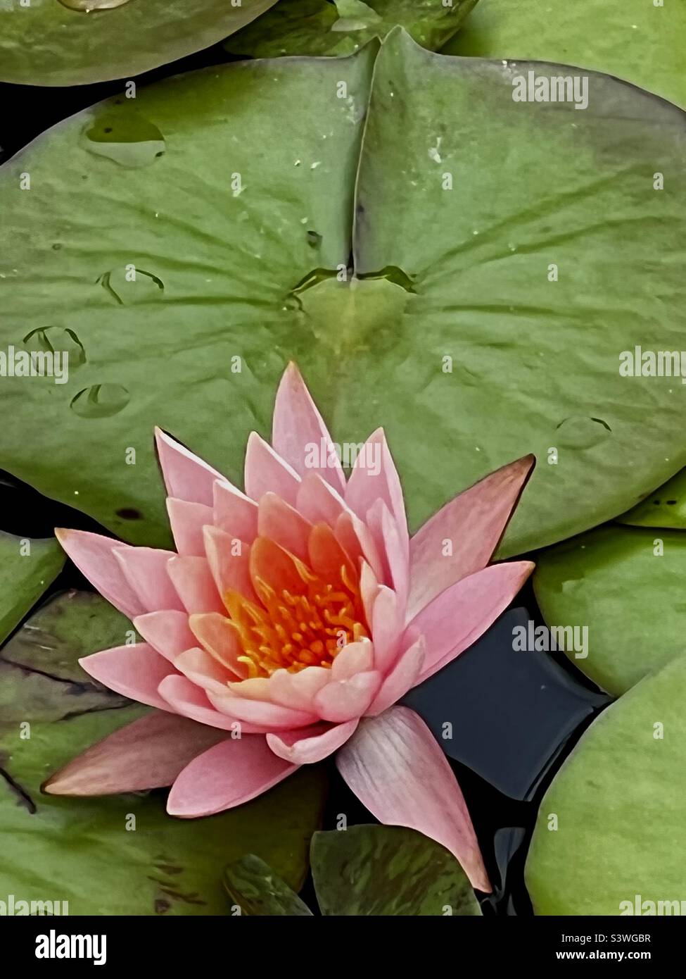 Rosa Seerose und Seerose Pad Stockfoto