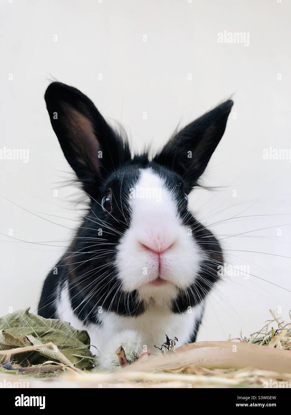 Niedliches holländisches Kaninchen Stockfoto