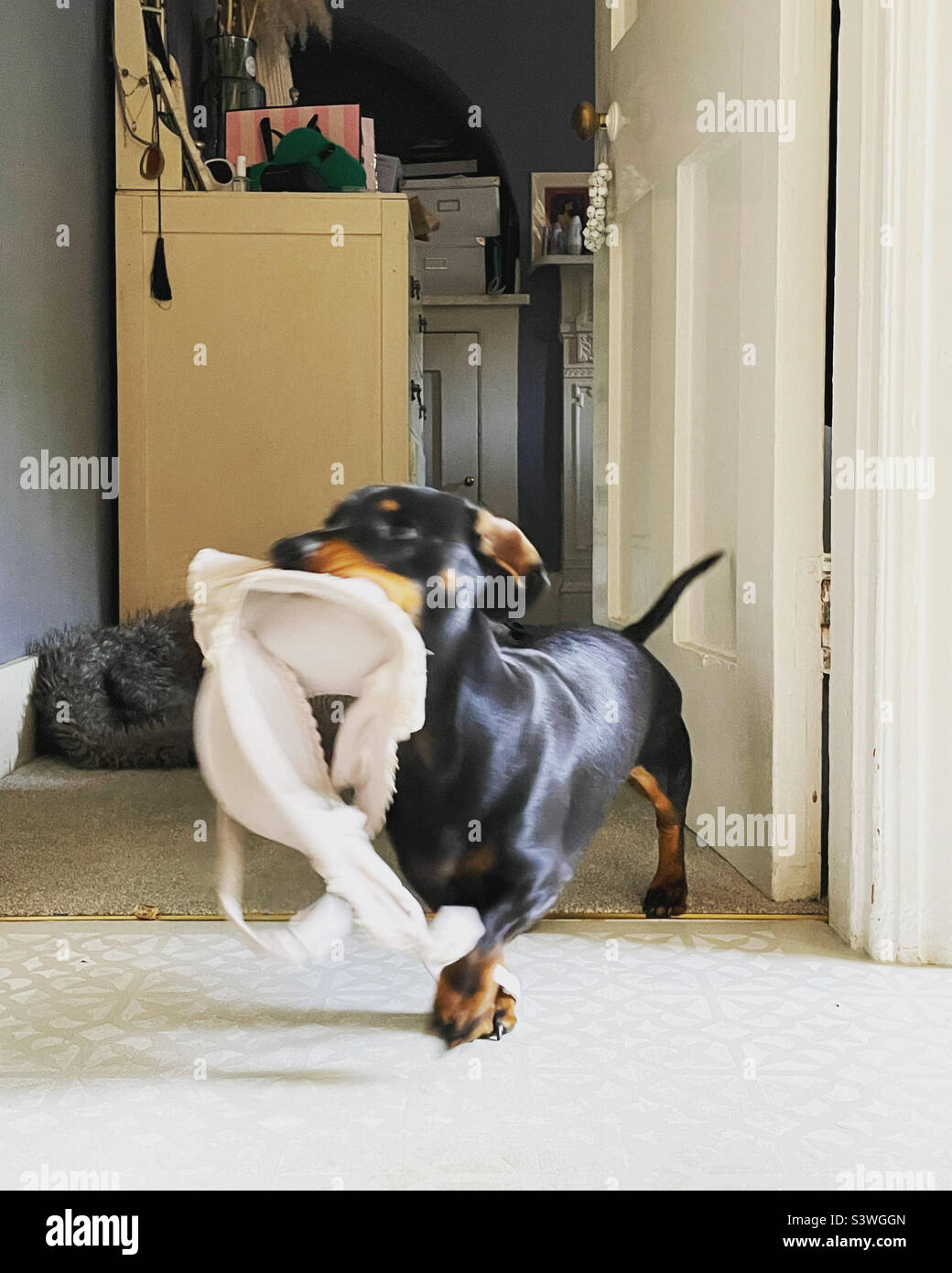 Frech Wursthund Stockfoto