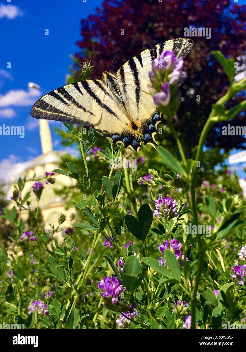 Schwalbenschwanzschmetterling der alten Welt mit blauem Himmel und grünen Pflanzen Stockfoto