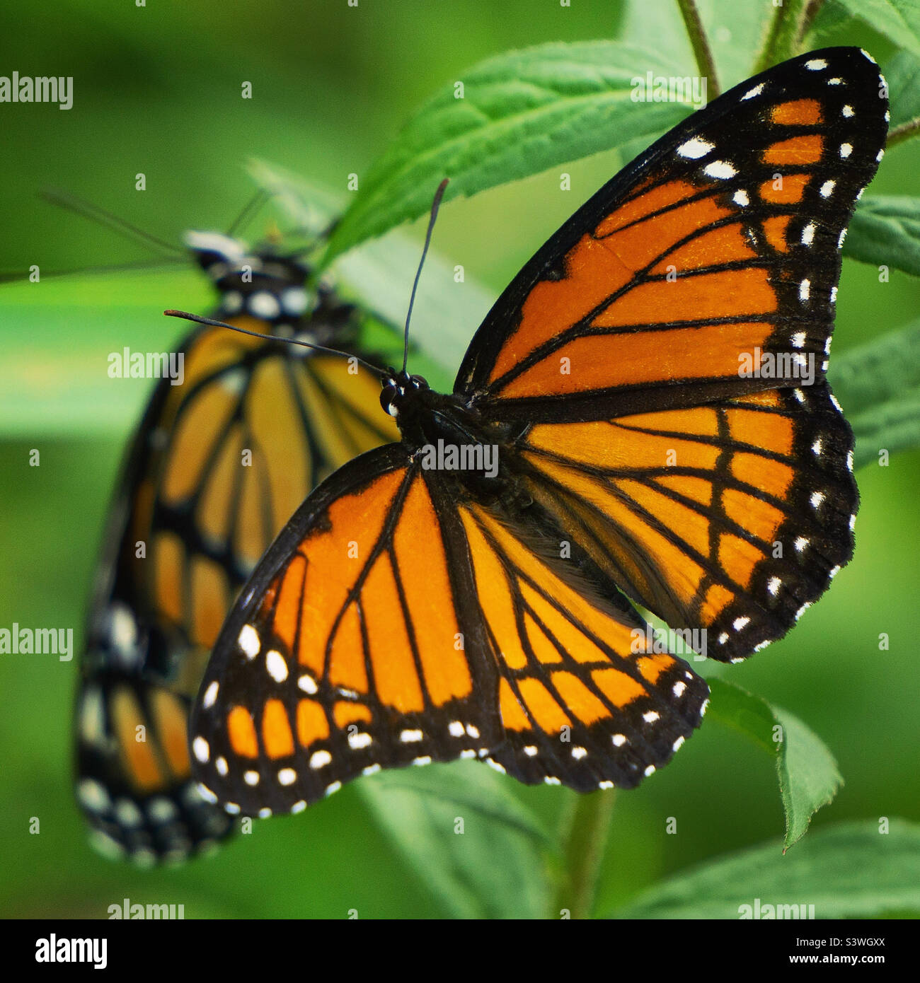 Paar Vizekönig Schmetterlinge Vorbereitung zu paaren Stockfoto