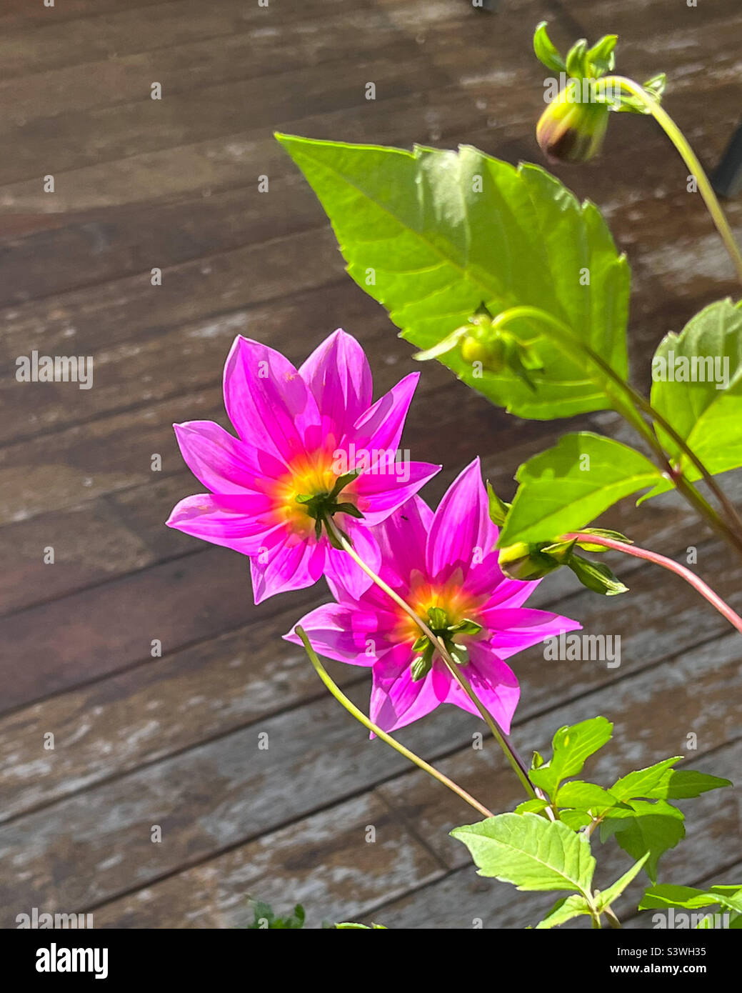 Rosafarbener mauve Tree Dahlia blüht von hinten mit grünen Blättern, von Sonnenlicht hinterleuchtet, Australien Stockfoto