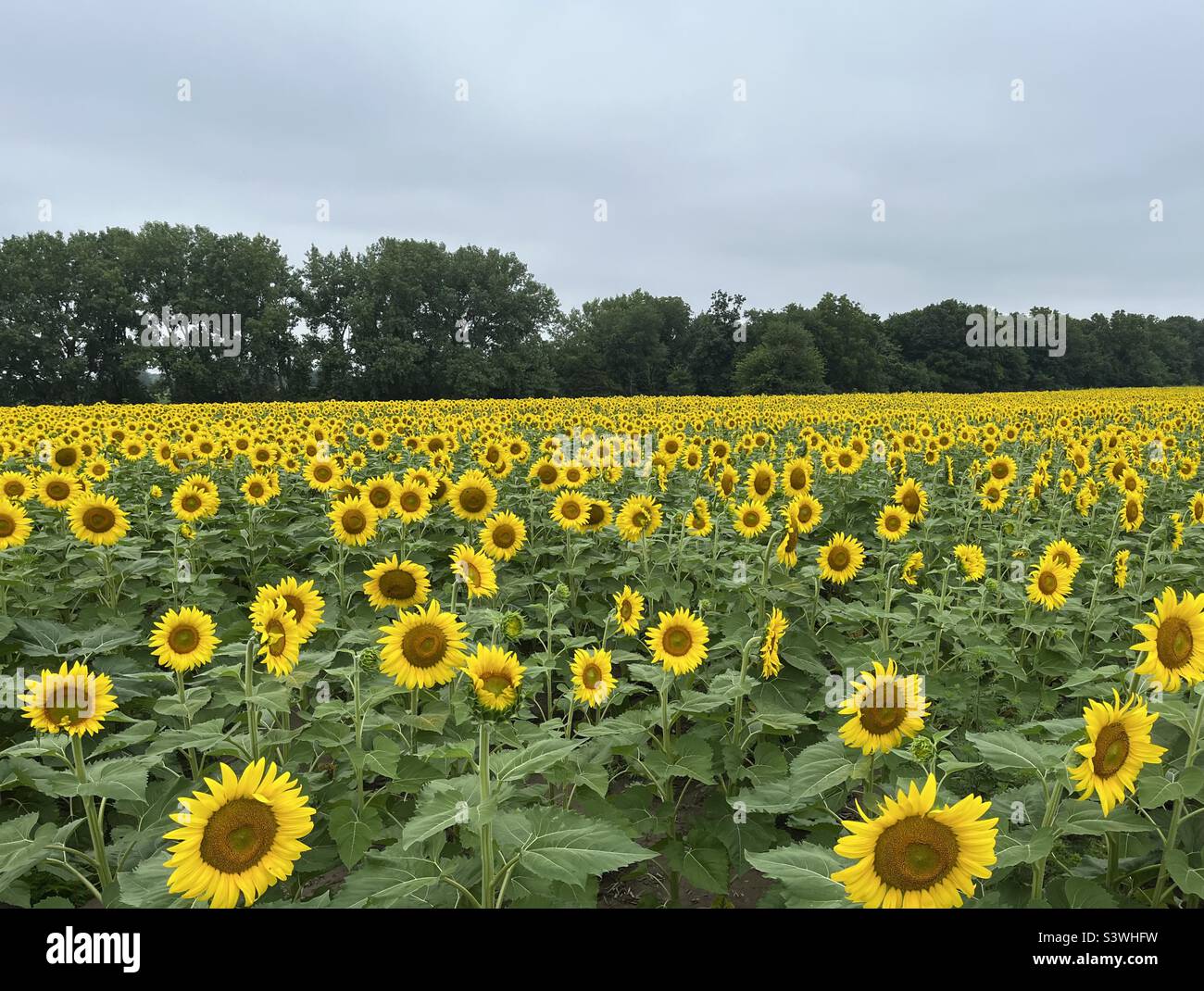 Sonnenblumenfeld Stockfoto