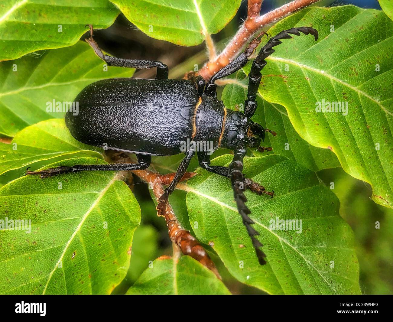 Broad Necked Root Borer, Prionus laticollis, männlicher Longhorn-Käfer, der das einzige Mitglied der Prioninae ist, das in Großbritannien vorkommt. Gefunden in Bishopstoke Garten. Hampshire, Großbritannien, August 2022 Stockfoto