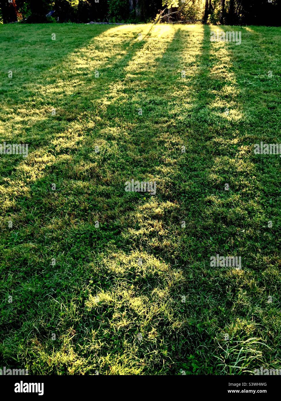 In einem großen Stadtpark, Ontario, Kanada, filtrieren durch die Bäume Wellen von warmem Licht auf Gras. Der perfekte Ort für ruhige Kontemplation, Meditation oder Shin-Rin Yoku. Der Morgen zeigt den Tag. Stockfoto