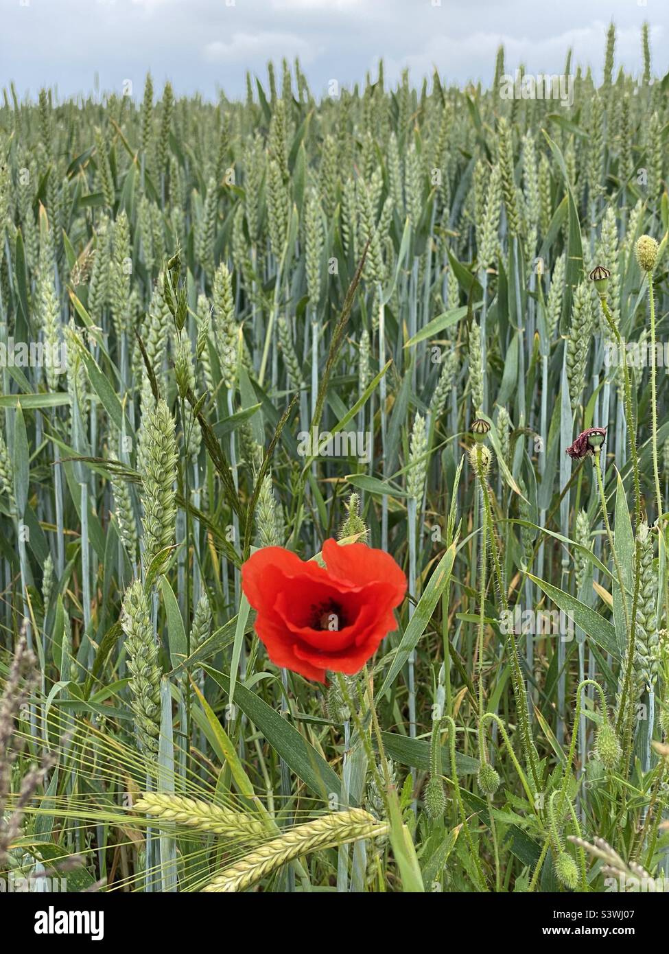Mohn in einem Roggenfeld - Smartphone-aufgenommenes Stockfoto