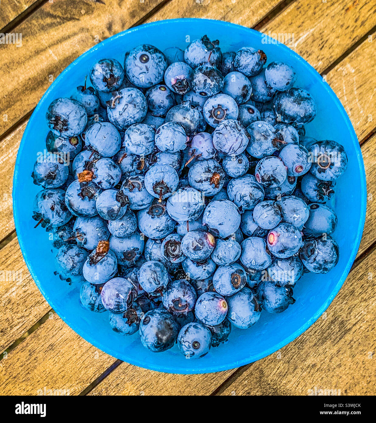 Heidelbeeren in einer blauen runden Schüssel Stockfoto