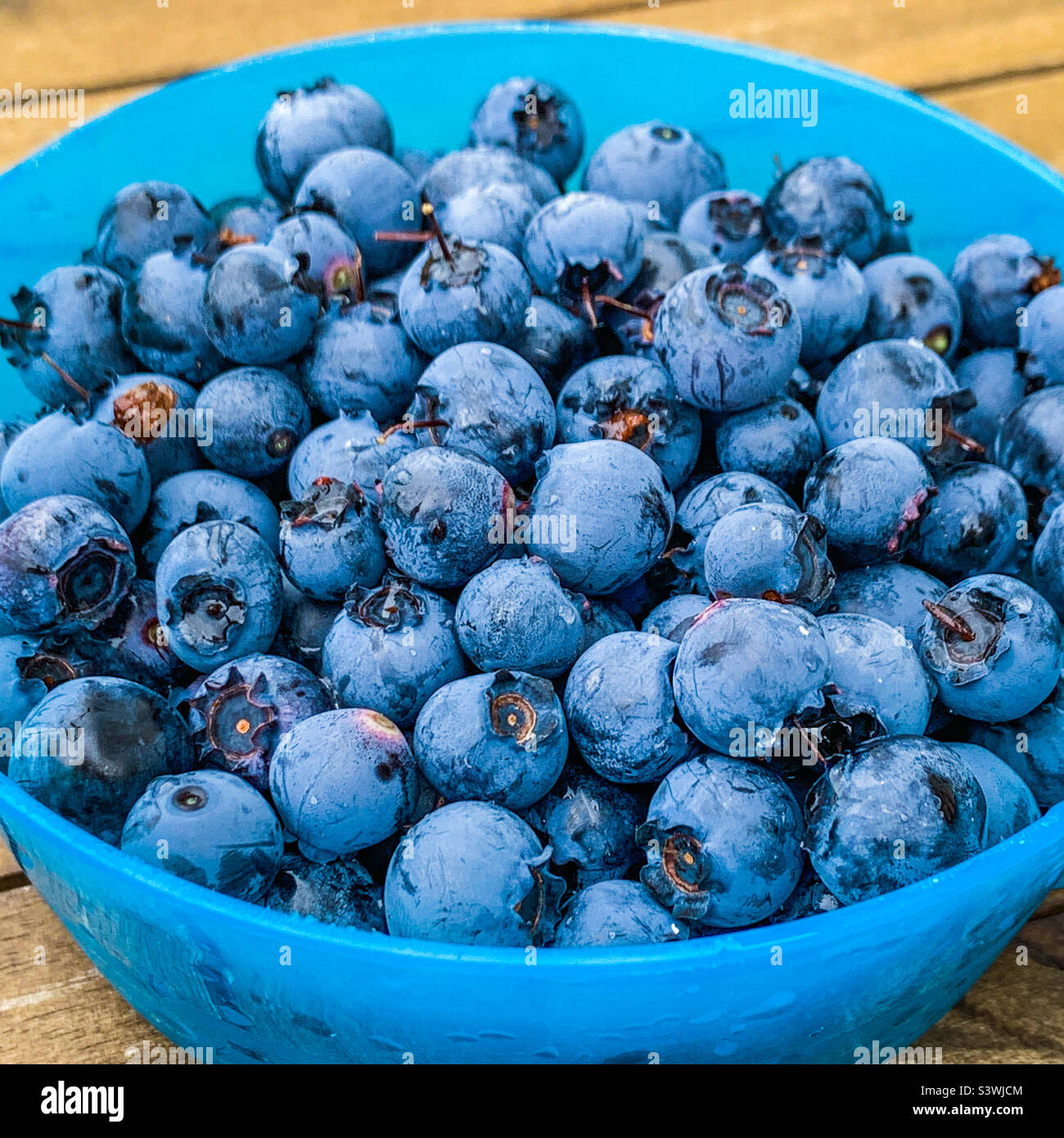 Heidelbeeren in einer blauen runden Schüssel Stockfoto