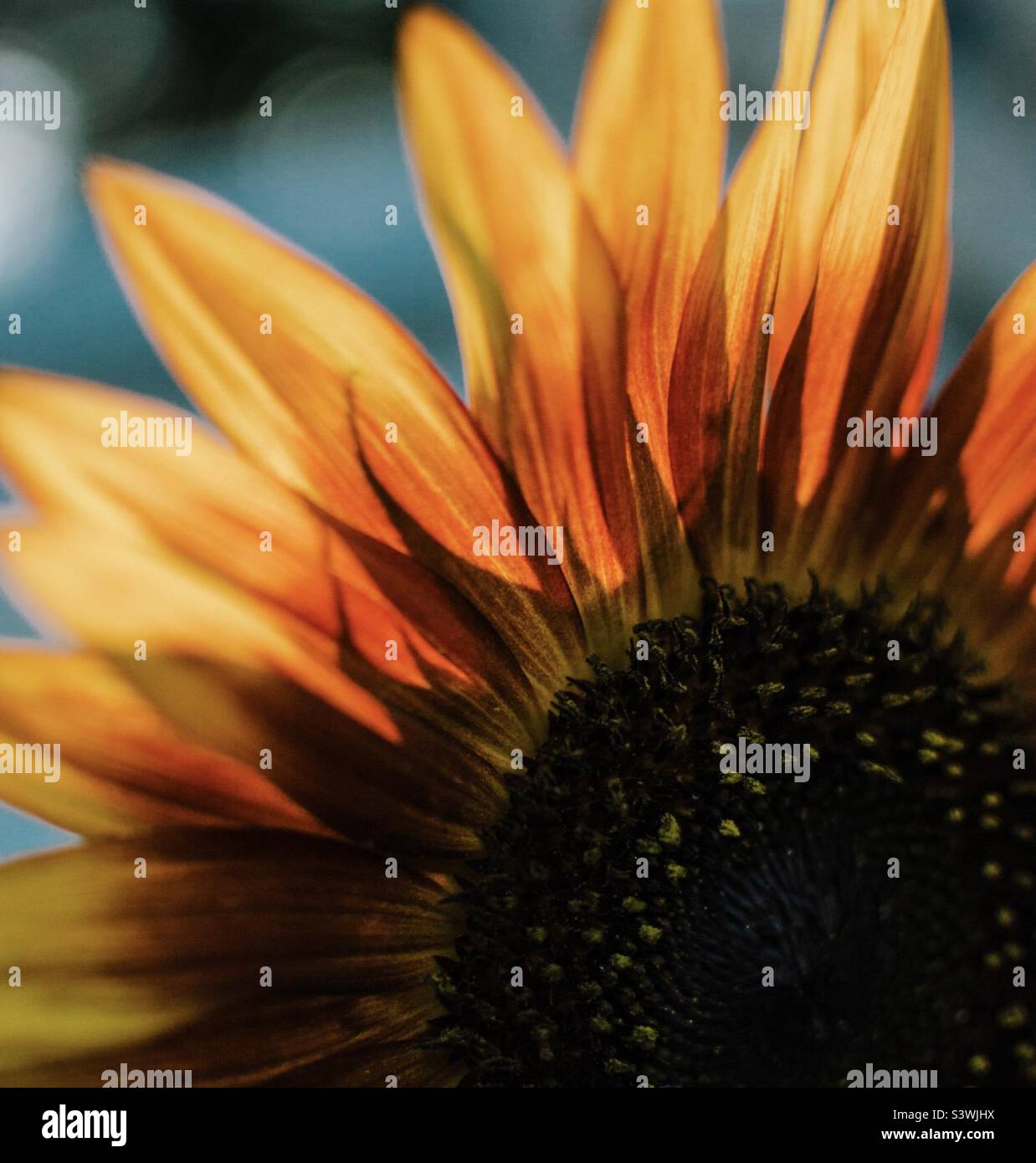 Sonnenblume, in der Nähe Stockfoto