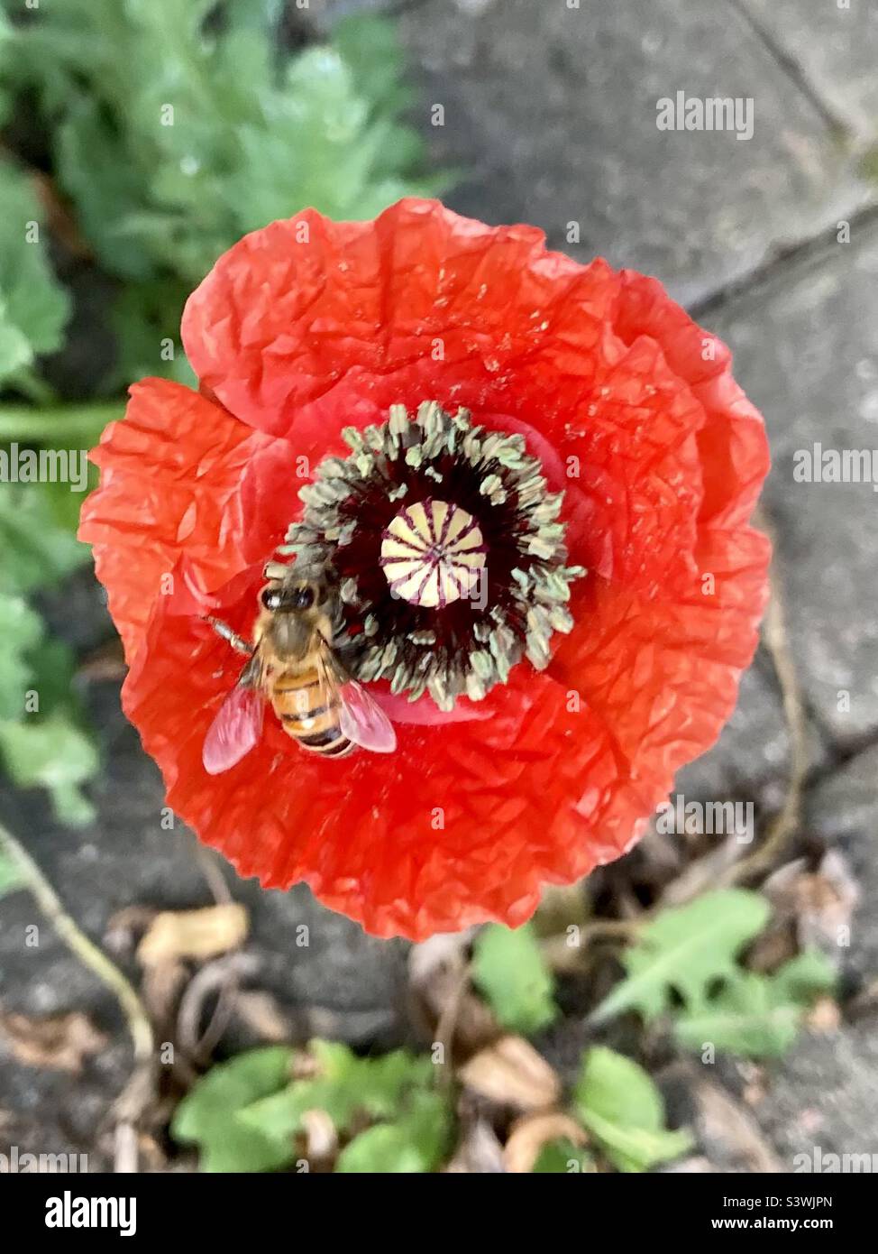Ein Mohn, der von einer Honigbiene besucht wird. - Smartphone-aufgenommenes Stockfoto