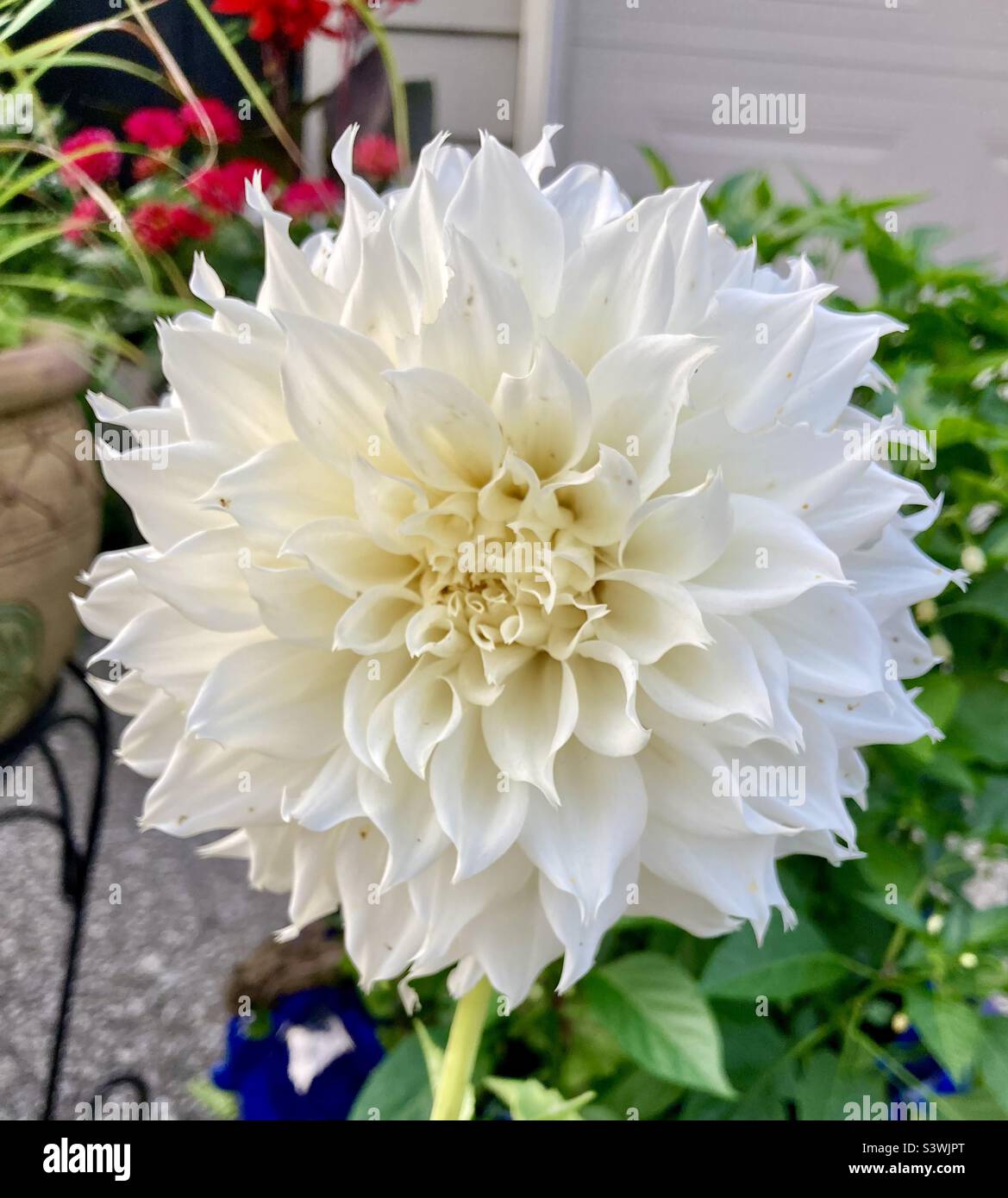 Diese buschige weiße Blume wird gemeinhin als Dahlie bezeichnet. - Smartphone-aufgenommenes Stockfoto
