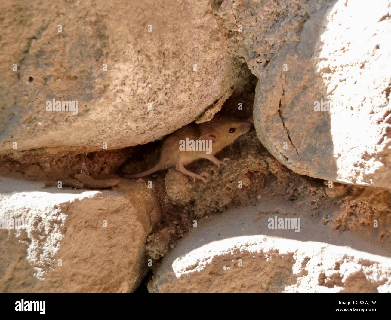 Eine Maus zwischen Steinen einer Mauer, die sich umsieht Stockfoto