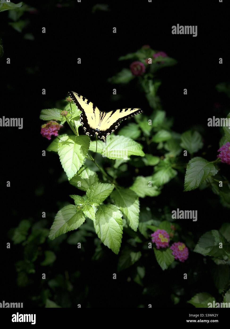 Eastern Tiger Swallow Tail Butterfly mit Bühnenbeleuchtung Stockfoto