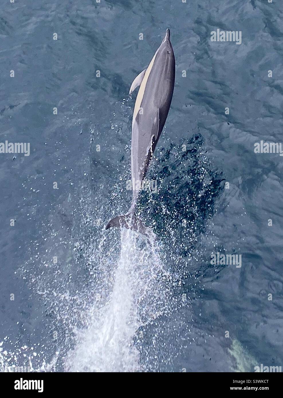 Delfine spielen und springen vor dem Schiff - Smartphone-aufgenommenes Stockfoto