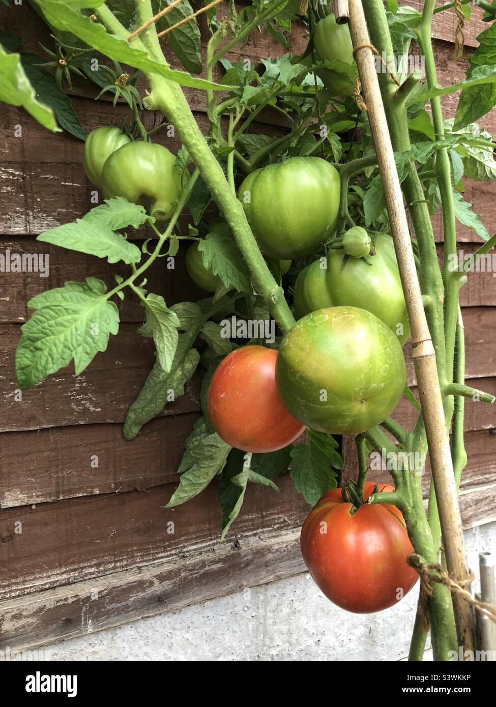 Selbst angebaute Bio-Tomaten reifen auf der Rebe in einem Garten in London - Smartphone-aufgenommenes Stockfoto