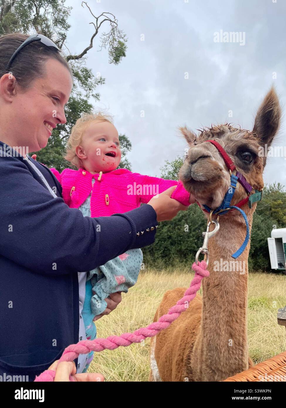 Mama und Tochter streicheln Alpaka - Smartphone-aufgenommenes Stockfoto