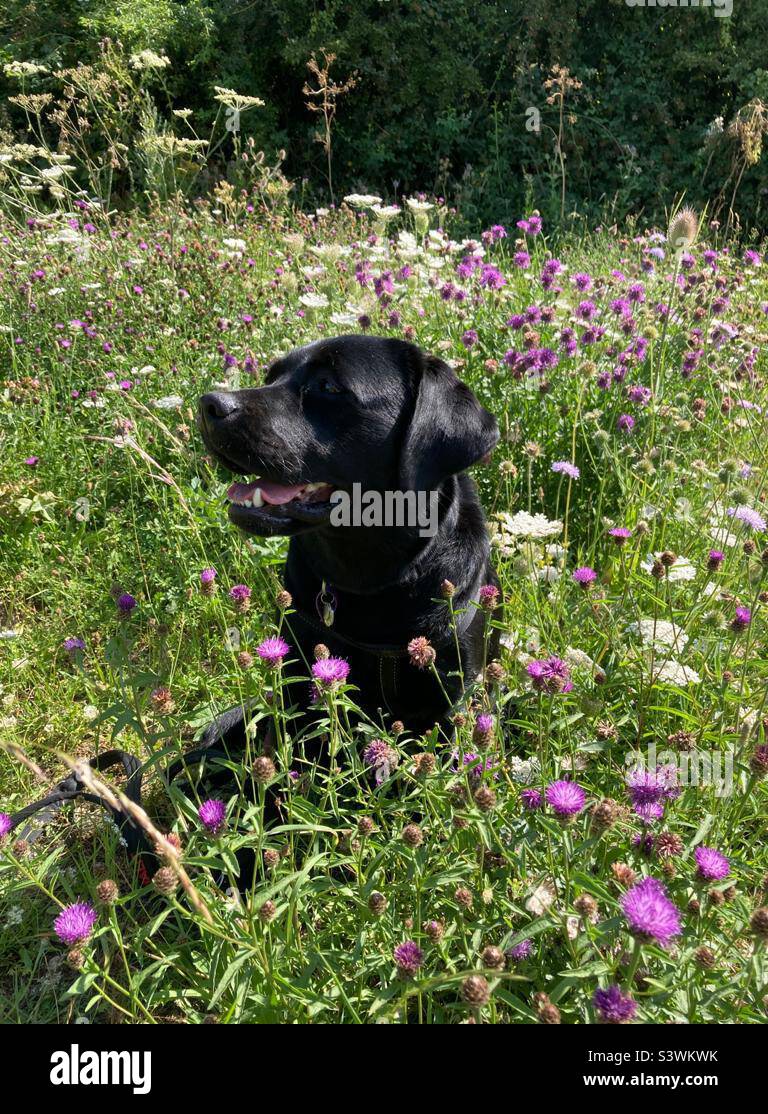 Glücklicher Hund in Blumen Stockfoto