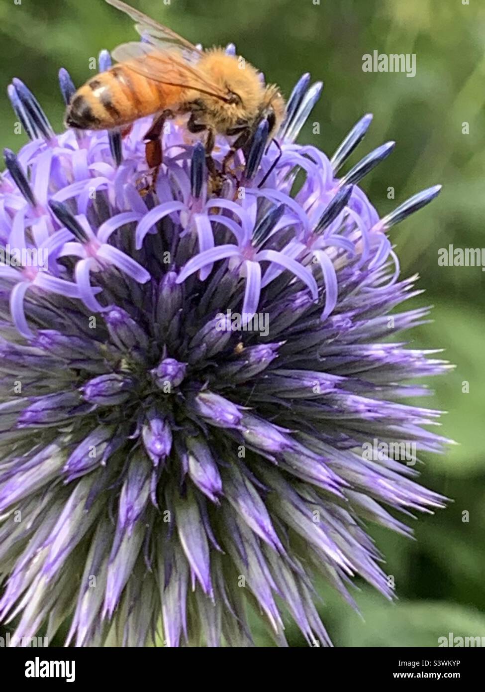 Eine Honigbiene bestäubt eine Lavendelblüte Stockfoto