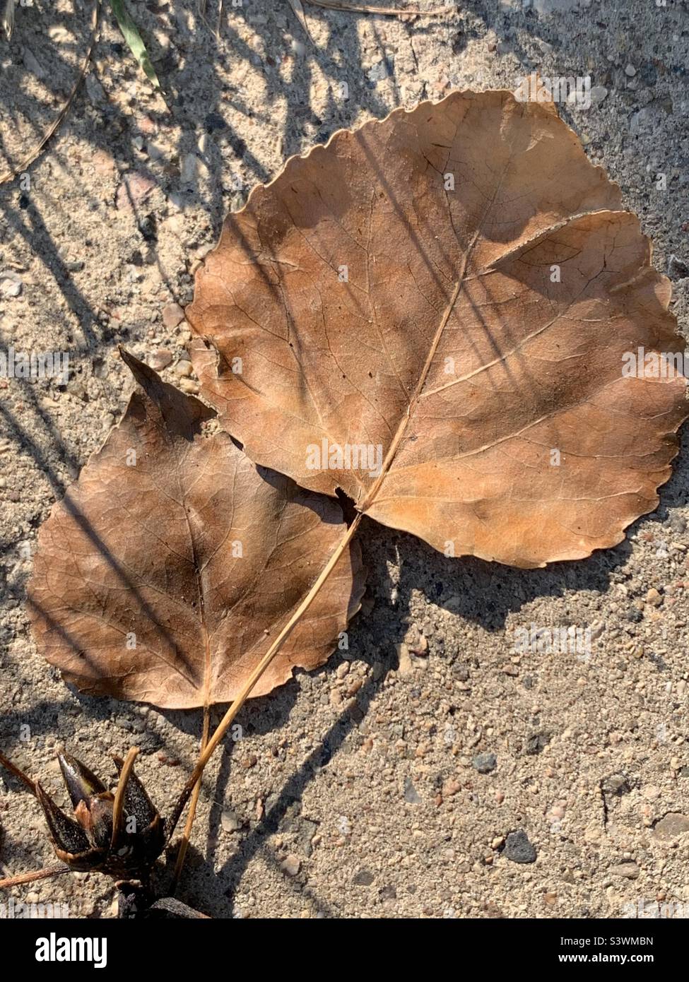 Getrocknete abgefallene Blätter auf Betonweg im Morgensonnenlicht Stockfoto