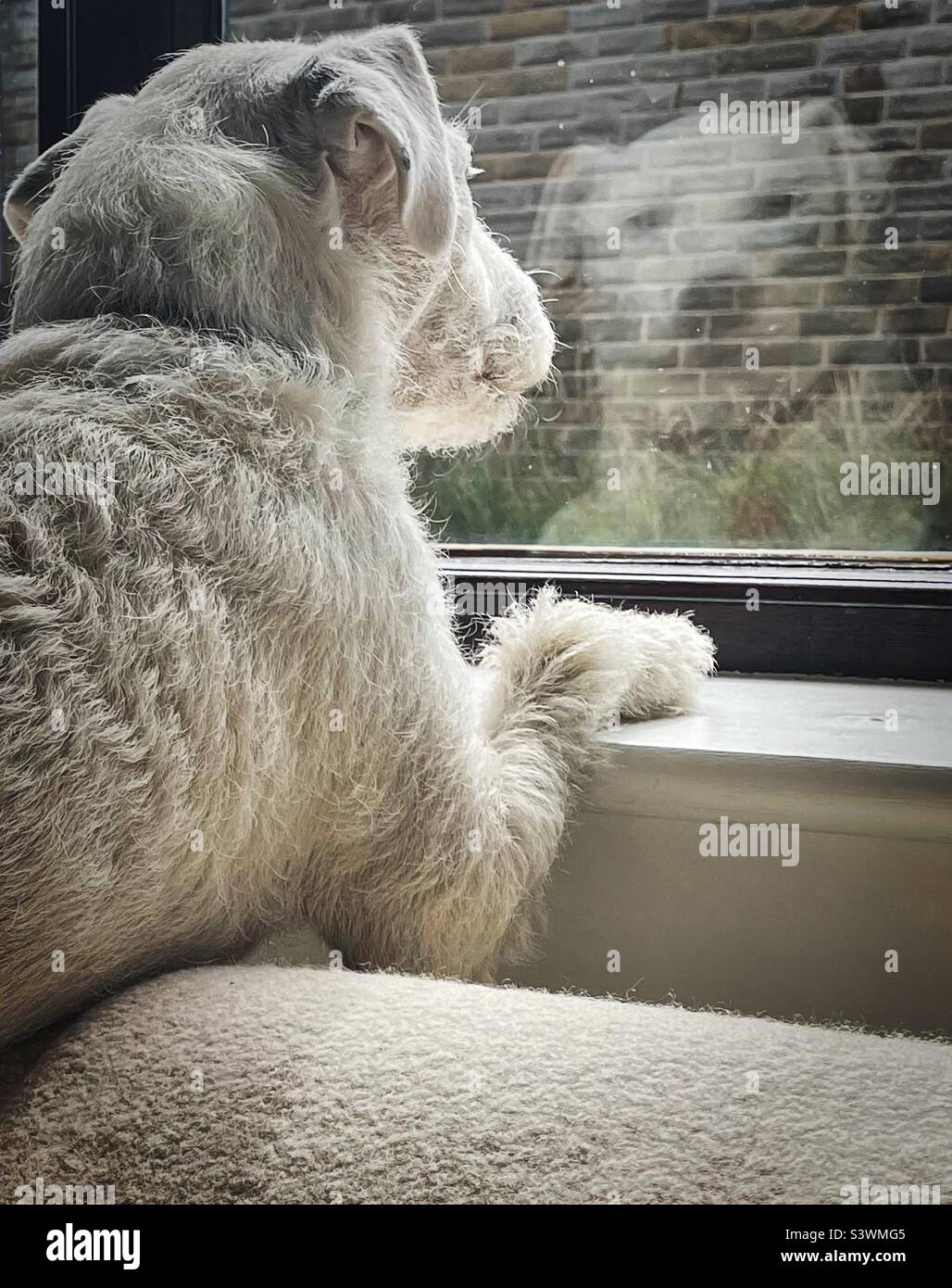 ‘Walkies?’ Ein Parson Russell Terrier schaut aus dem Fenster in der Hoffnung auf ein weiteres Abenteuer Stockfoto