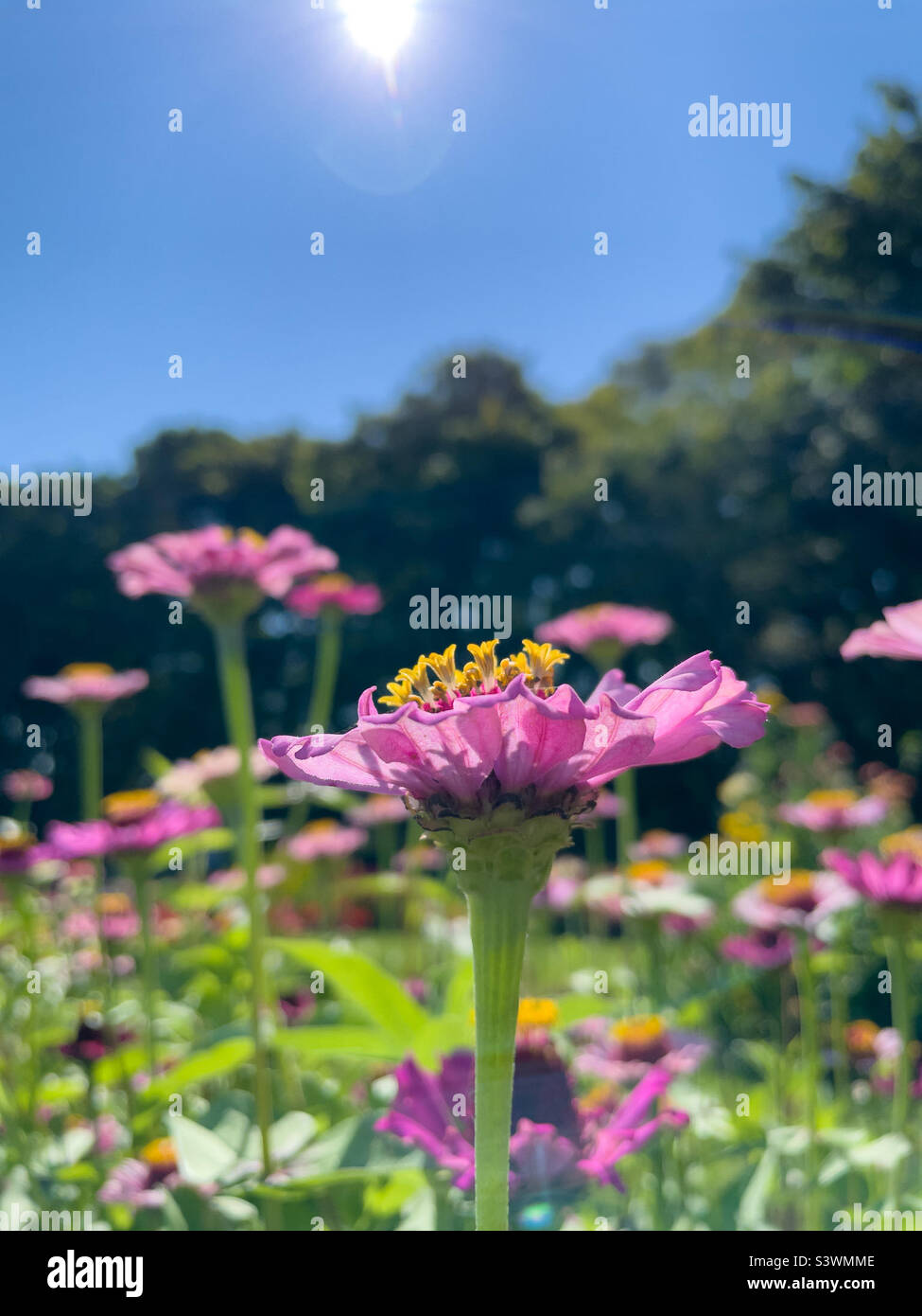 Rosa Zinnien unter der Sommersonne. - Smartphone-aufgenommenes Stockfoto