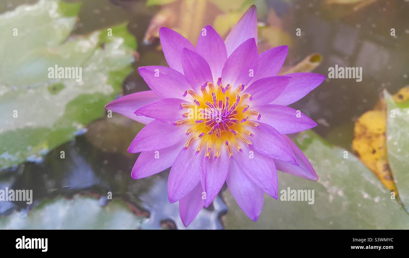 Lotus-Symbol von Vietnam Stockfoto