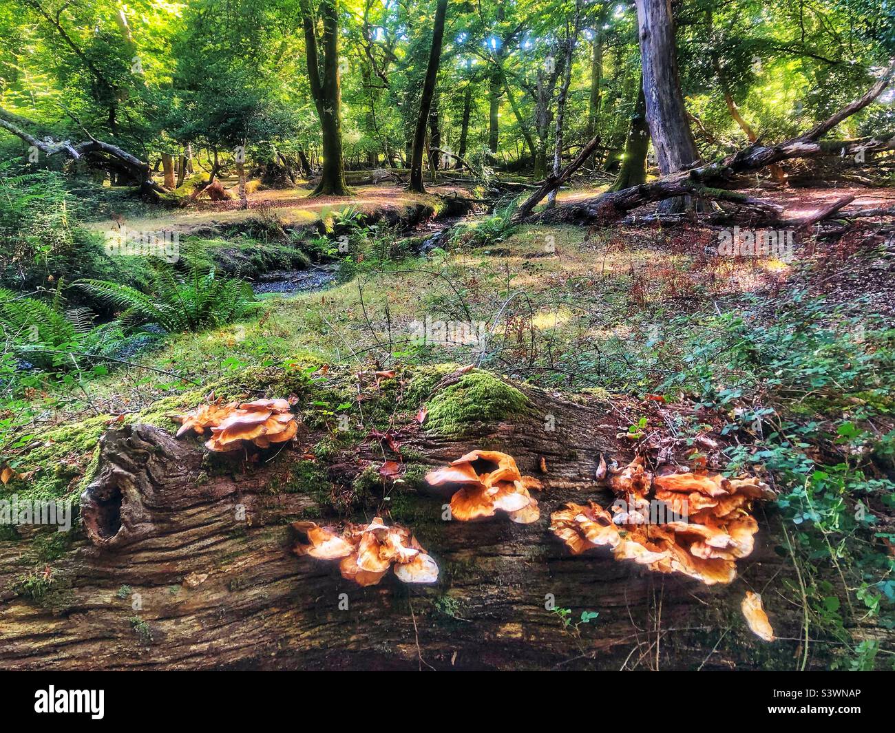 Pilze auf verrottendem Baum neben dem Highland Water Stream im New Forest National Park, Hampshire, Großbritannien. August 2022. Stockfoto