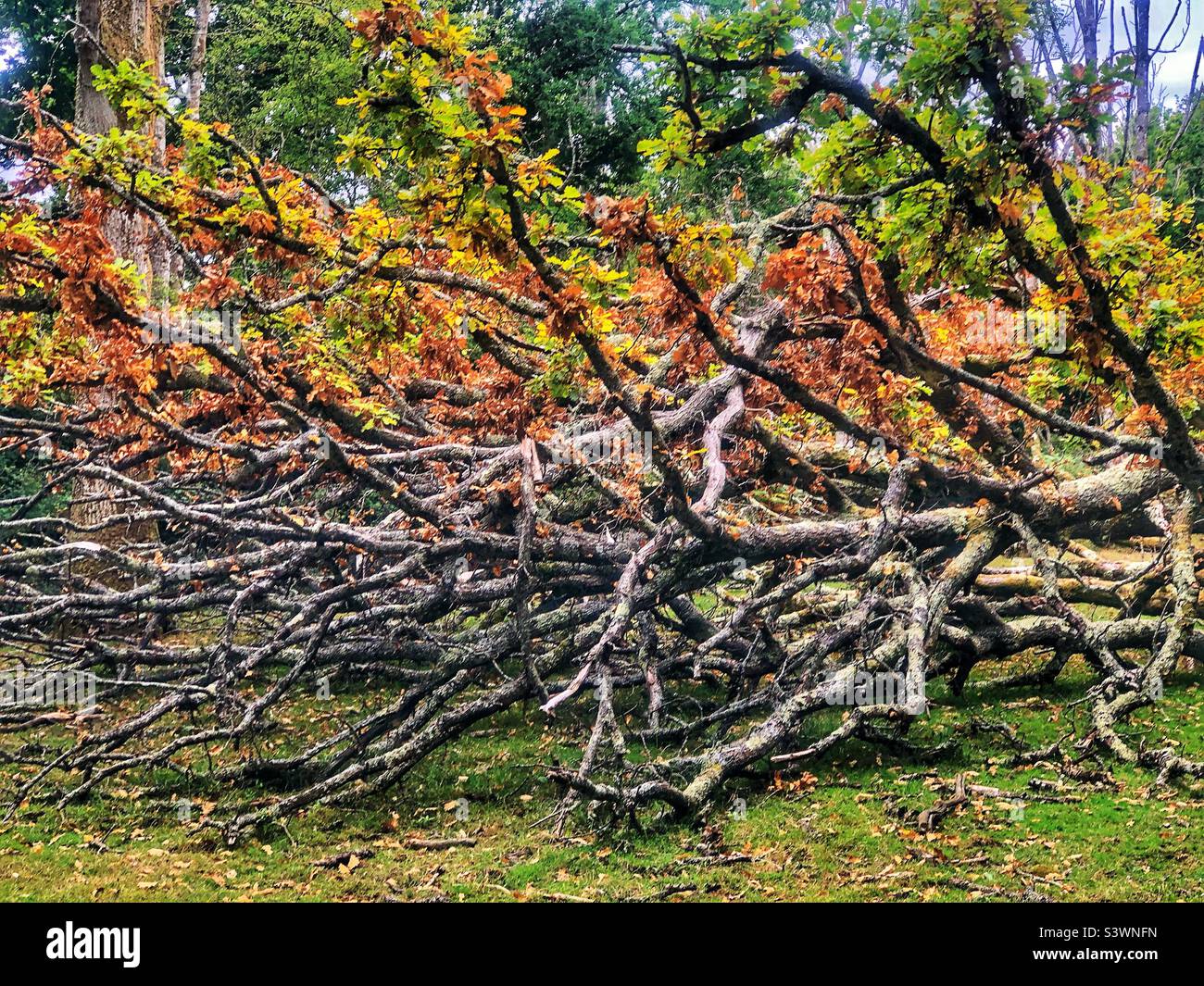 Gefallener Eichenbaum, der während der Sommertrockenheit 2022 im New Forest National Park neues Wachstum auf einer Seite seiner Zweige hervorgebracht hat - Smartphone-aufgenommenes Stockfoto
