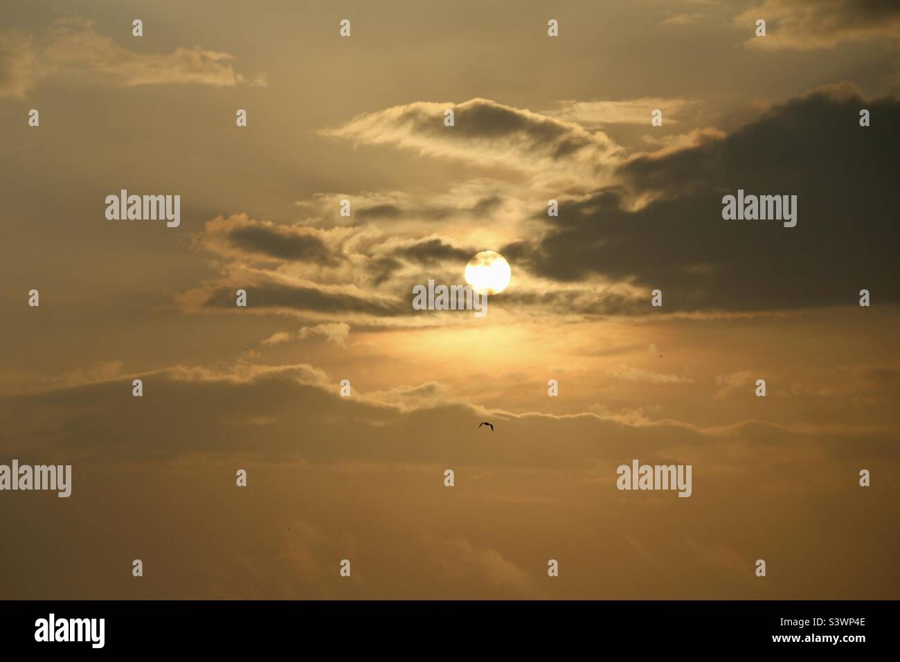 Vogel und Sonnenaufgang Stockfoto