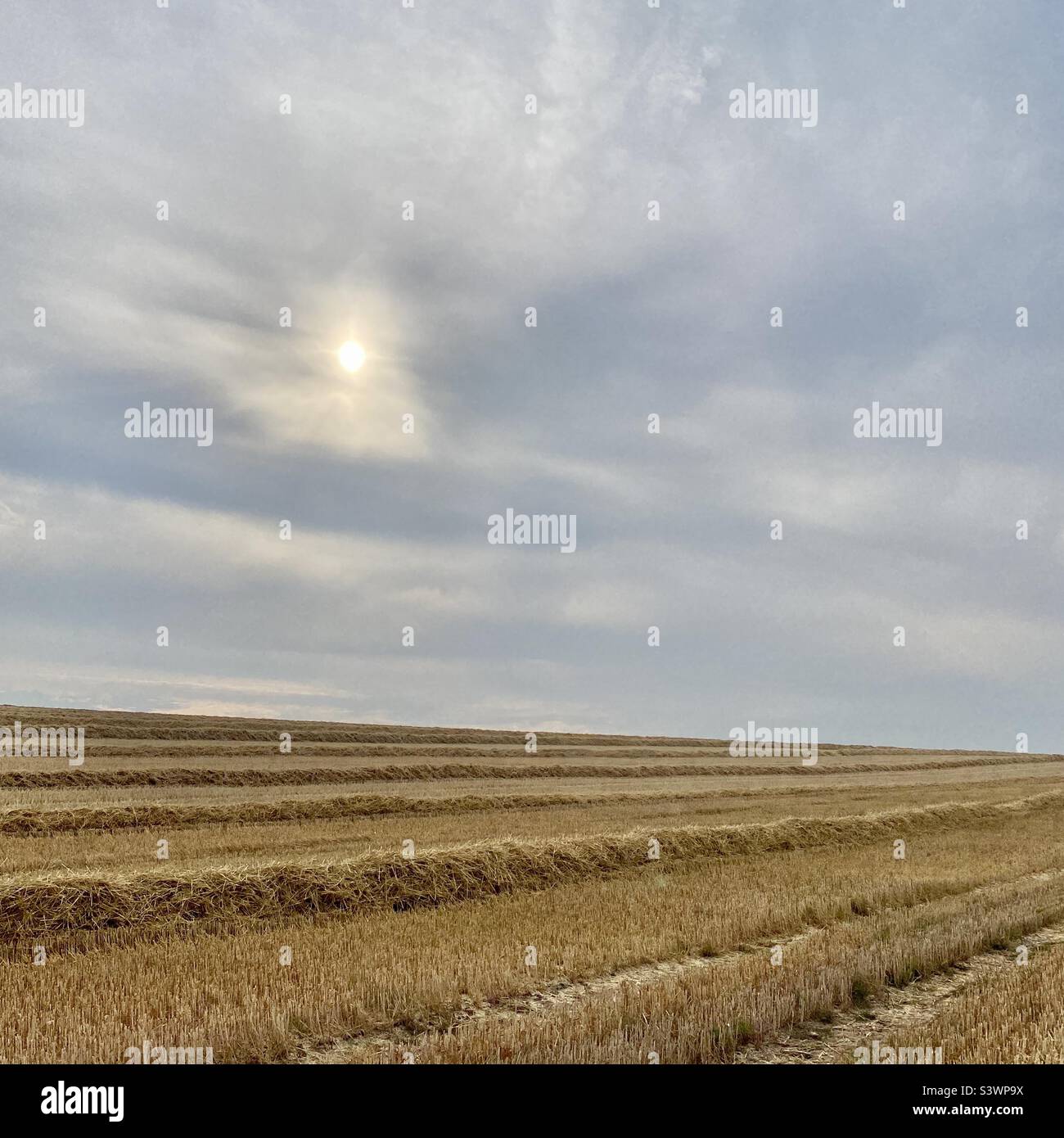 Geerntete Weizen Feld - Smartphone-aufgenommenes Stockfoto