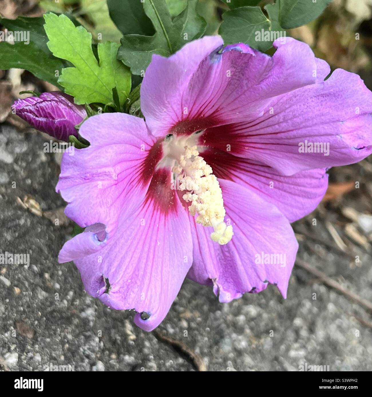 Bloomed Flower (Lawrence, Massachusetts). Stockfoto