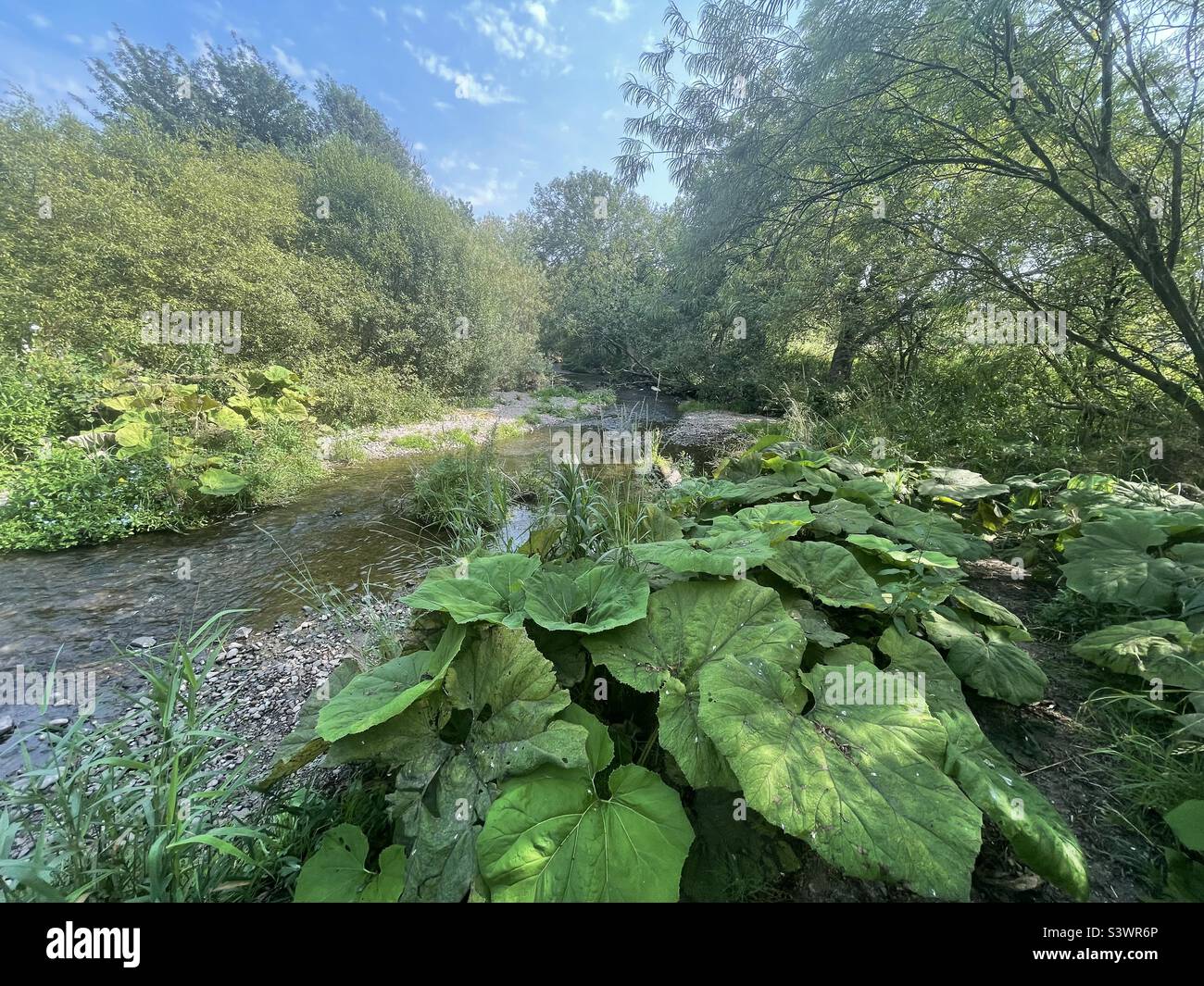 Ruhiger kleiner Riverside mit riesigen Blättern Stockfoto