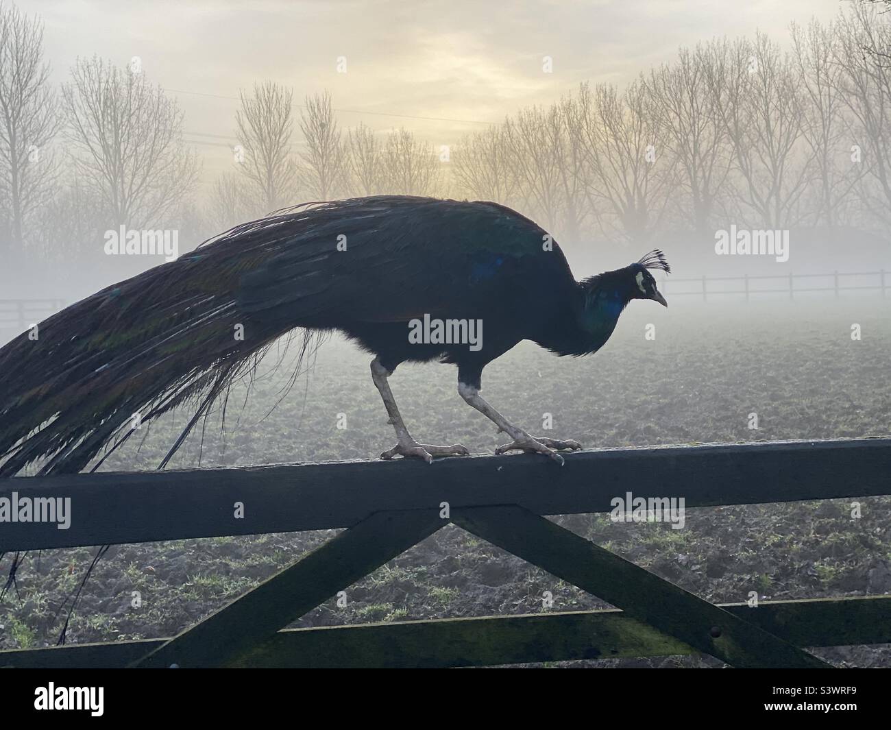 Pfau an einem nebligen Morgen Stockfoto