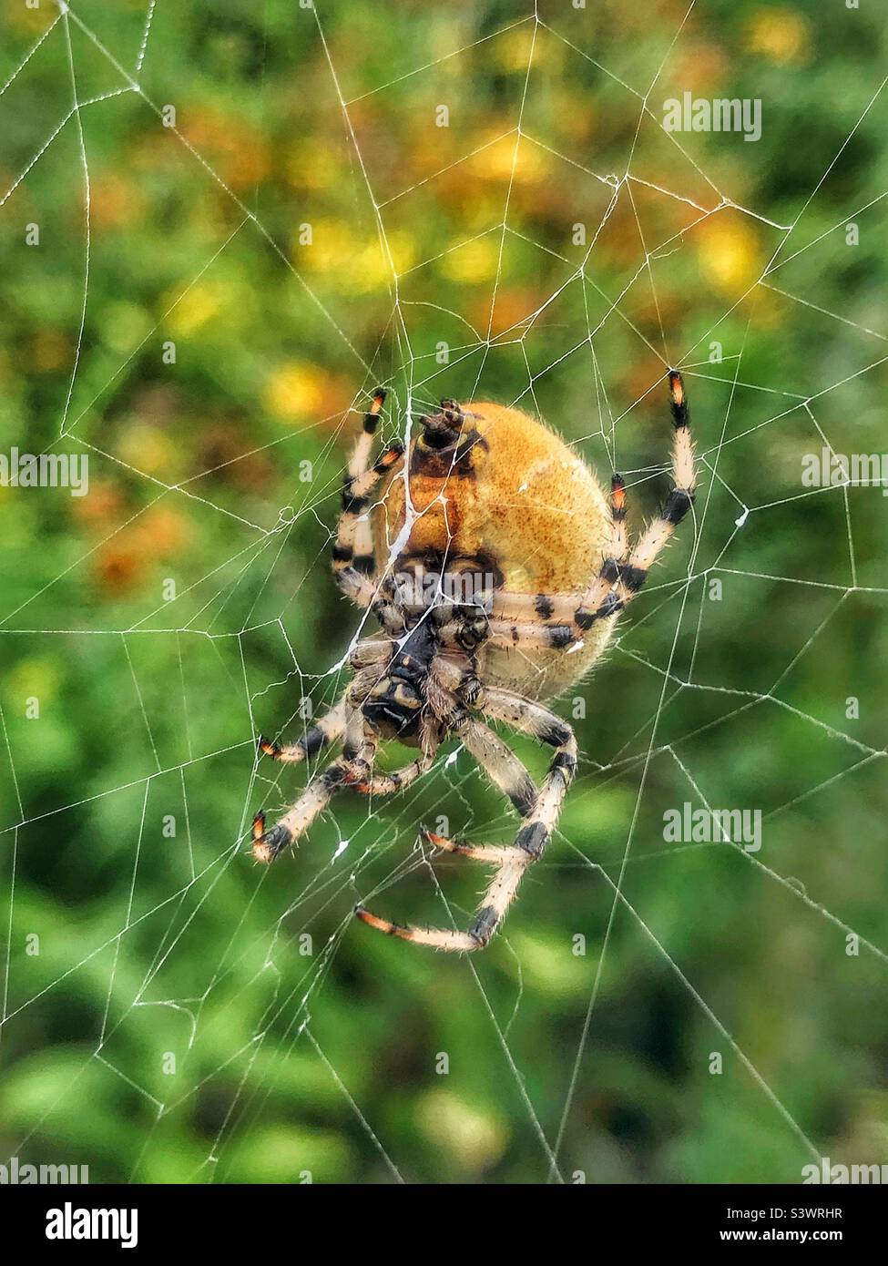 Vierfleckige Orb Weaver Spider (Araneus quadratus), darunter weibliche Ansicht. Ort: The Hub, Eastleigh, Bishopstoke, Hampshire, UK. August 2022. Stockfoto